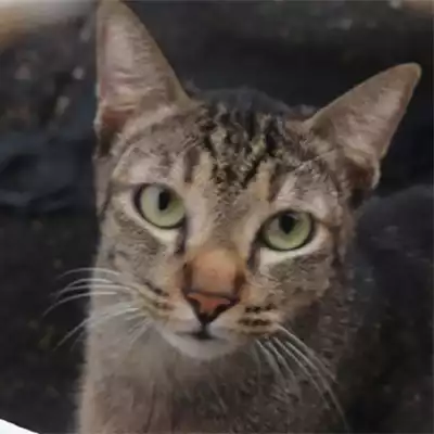 picture of my cat