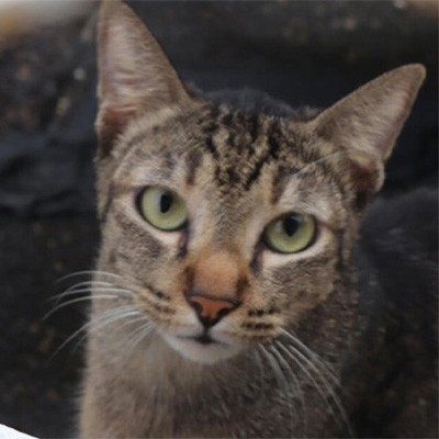 picture of my cat